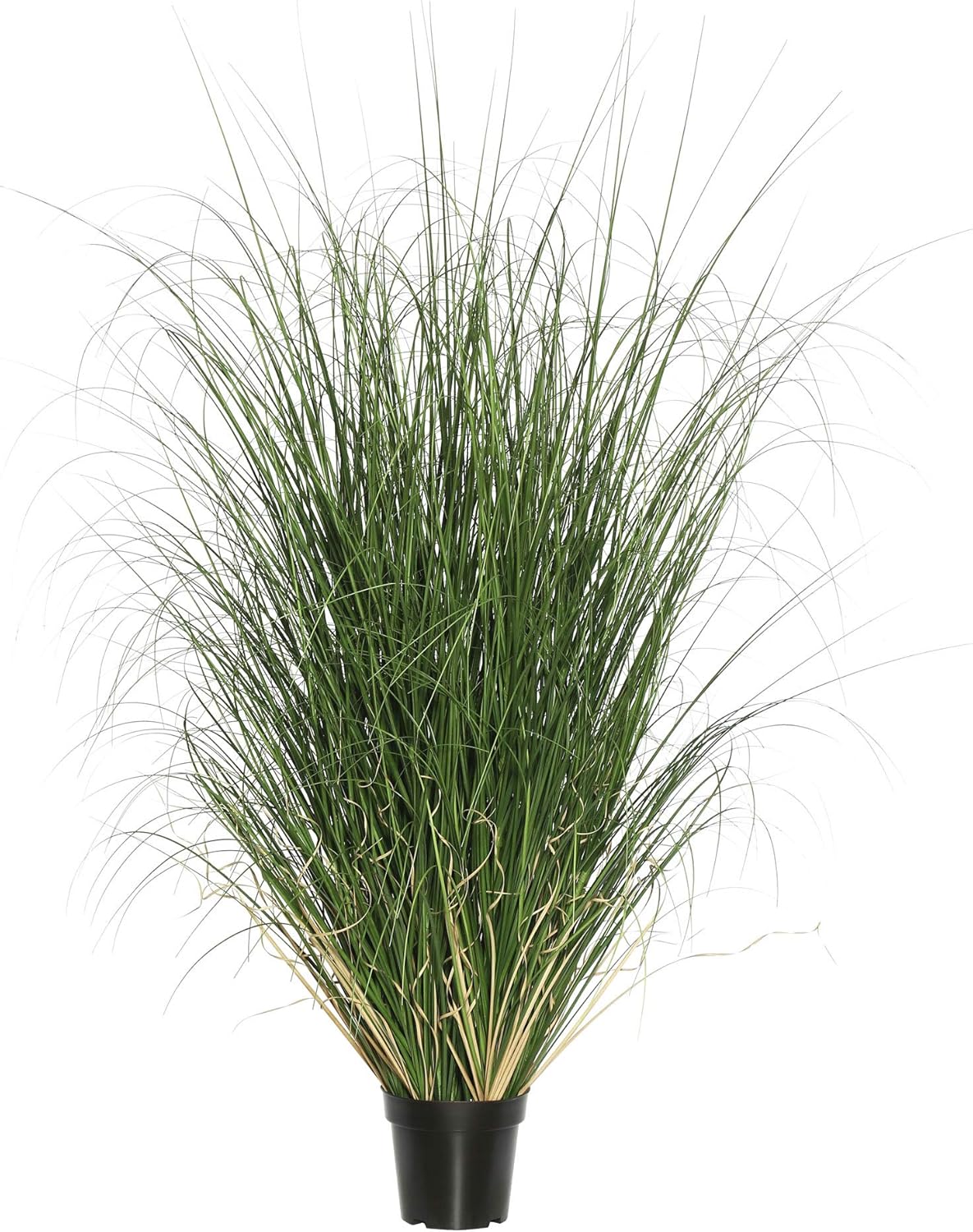 Vickerman 60" Tall PVC Artificial Potted Green Curled Grass Decor - Realistic Looking Greenery Decoration for Home Kitchen Business Office Arrangements